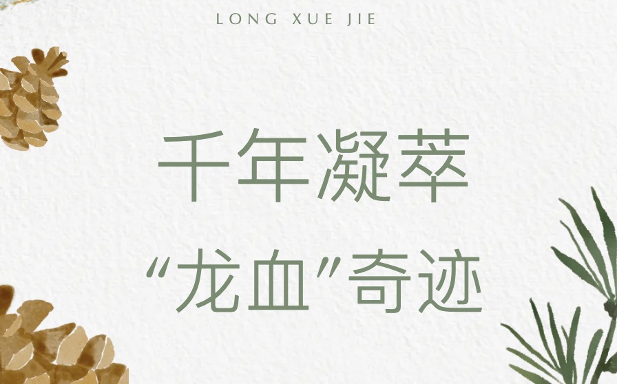 千年凝萃，以紅補(bǔ)紅，“龍血”奇跡